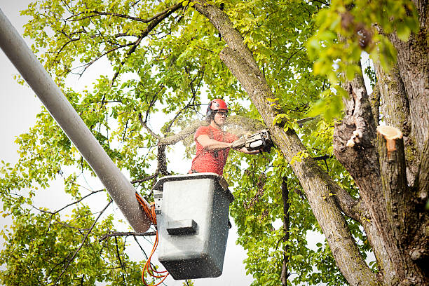 Why Choose Our Tree Removal Services in Wyoming, IL?